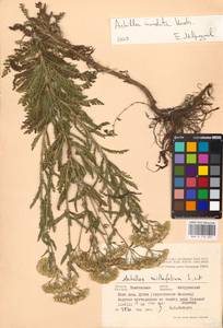 Achillea inundata Kondr., Eastern Europe, Central forest-and-steppe region (E6) (Russia)