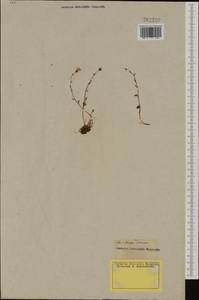 Saxifraga cernua L., Western Europe (EUR) (Not classified)