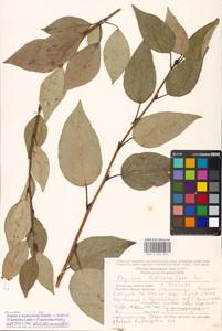 Populus ×moscoviensis Schröd., Eastern Europe, Moscow region (E4a) (Russia)