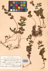 Hypericum kamtschaticum Ledeb., Siberia, Russian Far East (S6) (Russia)