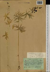 Aconitum ambiguum subsp. baicalense (Turcz. ex Rapaics) Vorosch., Siberia, Central Siberia (S3) (Russia)