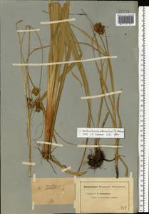 Bolboschoenus planiculmis (F.Schmidt) T.V.Egorova, Eastern Europe, Lower Volga region (E9) (Russia)