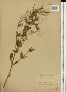 Epilobium roseum (Schreb.) Schreb., Eastern Europe, Central forest-and-steppe region (E6) (Russia)