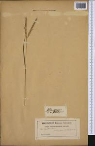 Andropogon distachyos L., Western Europe (EUR) (Not classified)