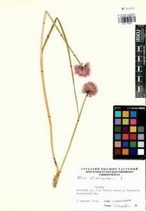 Allium schoenoprasum L., Siberia, Baikal & Transbaikal region (S4) (Russia)