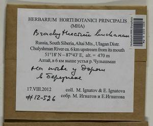 Brachythecium buchananii (Hook.) A. Jaeger, Bryophytes, Bryophytes - Western Siberia (including Altai) (B15) (Russia)