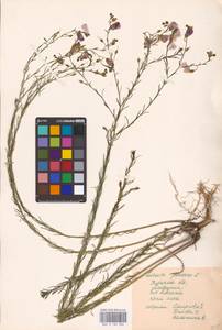 Linum perenne L., Eastern Europe, Central forest-and-steppe region (E6) (Russia)