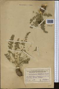 Schrenkia turkestanica (Korovin) Pimenov, Middle Asia, Western Tian Shan & Karatau (M3) (Kazakhstan)