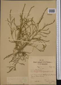 Corispermum declinatum Steph. ex Stev., Middle Asia, Northern & Central Kazakhstan (M10) (Kazakhstan)