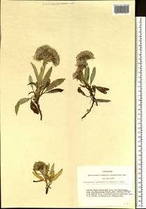 Saussurea subacaulis (Ledeb.) Serg., Siberia, Altai & Sayany Mountains (S2) (Russia)