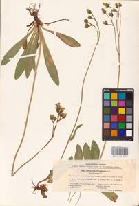 Pilosella prussica (Nägeli & Peter) Soják, Eastern Europe, North-Western region (E2) (Russia)