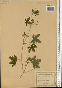 Geranium divaricatum Ehrh., Eastern Europe, North Ukrainian region (E11) (Ukraine)