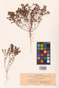 Frankenia pulverulenta L., Middle Asia, Caspian Ustyurt & Northern Aralia (M8) (Kazakhstan)