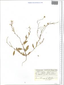 Malcolmia scorpioides (Bunge) Boiss., Middle Asia, Karakum (M6) (Turkmenistan)