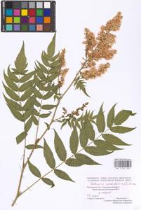 Sorbaria sorbifolia (L.) A. Braun, Eastern Europe, Moscow region (E4a) (Russia)