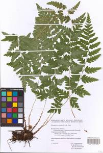 Dryopteris cristata (L.) A. Gray, Eastern Europe, Central forest-and-steppe region (E6) (Russia)