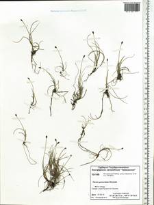 Carex nardina (Hornem.) Fr., Siberia, Central Siberia (S3) (Russia)