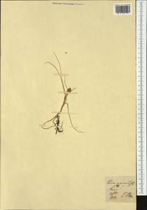 Carex maritima Gunnerus, Western Europe (EUR)