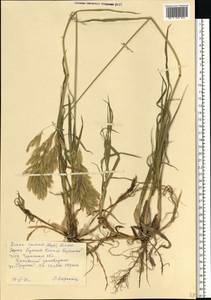 Bromus inermis Leyss., Eastern Europe, South Ukrainian region (E12) (Ukraine)