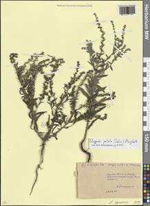 Lappula patula (Lehm.) Menyh., Eastern Europe, Rostov Oblast (E12a) (Russia)