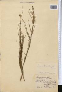 Linaria transiliensis Kuprian., Middle Asia, Muyunkumy, Balkhash & Betpak-Dala (M9) (Kazakhstan)