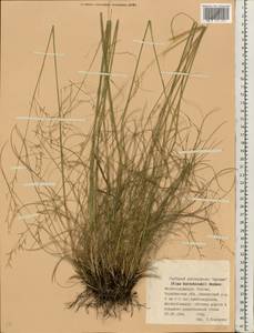 Stipa korshinskyi Roshev., Eastern Europe, Eastern region (E10) (Russia)