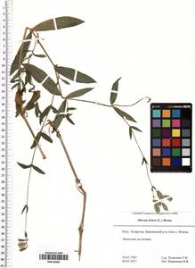 Silene behen L., Eastern Europe, Middle Volga region (E8) (Russia)