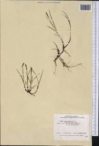 Carex scirpoidea Michx., America (AMER) (Canada)