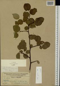 Malus sylvestris Mill., Eastern Europe, Moscow region (E4a) (Russia)
