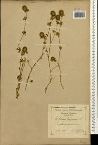 Trifolium lappaceum L., Caucasus, Black Sea Shore (from Novorossiysk to Adler) (K3) (Russia)