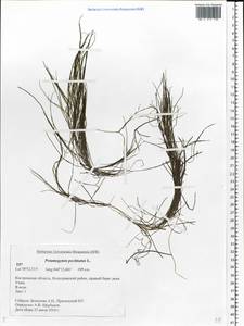 Stuckenia pectinata (L.) Börner, Eastern Europe, Central forest region (E5) (Russia)