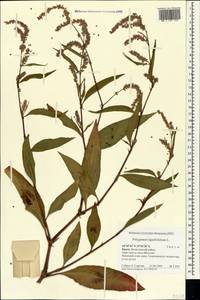 Persicaria lapathifolia (L.) Gray, Crimea (KRYM) (Russia)