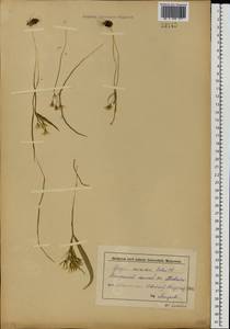 Gagea minima (L.) Ker Gawl., Eastern Europe, Lower Volga region (E9) (Russia)