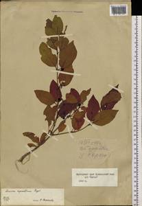 Lonicera ruprechtiana Regel, Siberia, Russian Far East (S6) (Russia)