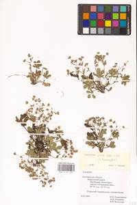 Potentilla patula Waldst. & Kit., Eastern Europe, Central forest-and-steppe region (E6) (Russia)