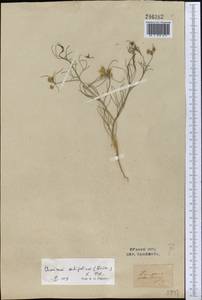 Cuminum setifolium (Boiss.) Koso-Pol., Middle Asia, Syr-Darian deserts & Kyzylkum (M7) (Uzbekistan)