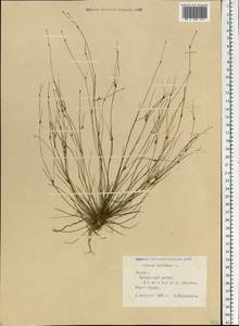 Juncus bulbosus L., Eastern Europe, Latvia (E2b) (Latvia)