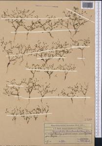 Saponaria floribunda (Kar. Kir.) Boiss., Middle Asia, Western Tian Shan & Karatau (M3) (Kazakhstan)