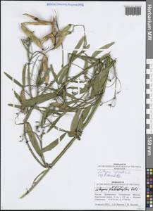 Lathyrus sylvestris L., Eastern Europe, Middle Volga region (E8) (Russia)