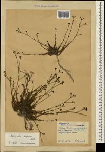 Cynanchica supina (M.Bieb.) P.Caputo & Del Guacchio, Crimea (KRYM) (Russia)