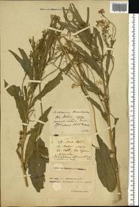Armoracia rusticana P. Gaertn., B. Mey. & Scherb., Eastern Europe, Rostov Oblast (E12a) (Russia)
