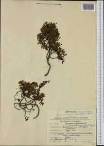 Kalmia procumbens (L.) Gift, Kron & P. F. Stevens, Siberia, Chukotka & Kamchatka (S7) (Russia)