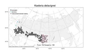 Koeleria delavignei Czern. ex Domin, Atlas of the Russian Flora (FLORUS) (Russia)