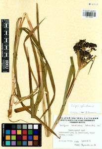Scirpus sylvaticus L., Siberia, Central Siberia (S3) (Russia)