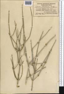 Ephedra strobilacea Bunge, Middle Asia, Syr-Darian deserts & Kyzylkum (M7) (Uzbekistan)