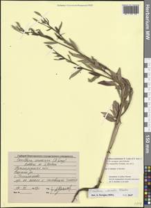 Oenothera × fallax Renner, Eastern Europe, Volga-Kama region (E7) (Russia)