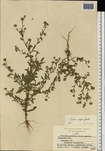 Pulicaria vulgaris Gaertn., Eastern Europe, Central region (E4) (Russia)