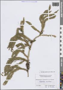Spinulum annotinum subsp. annotinum, Siberia, Russian Far East (S6) (Russia)