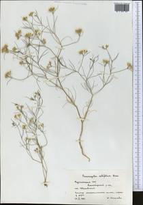 Cuminum setifolium (Boiss.) Koso-Pol., Middle Asia, Kopet Dag, Badkhyz, Small & Great Balkhan (M1) (Turkmenistan)