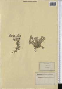 Bombycilaena erecta (L.) Smoljan., Western Europe (EUR) (Spain)